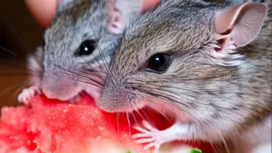 Can Gerbils Eat Watermelon? All You Need To Know