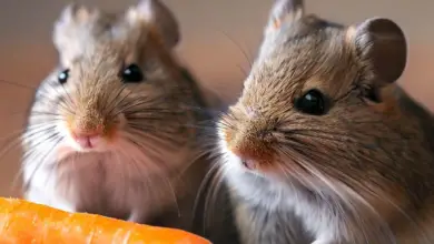Can Gerbils Eat Carrots? All You Need To Know