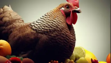 What Fruits Can Chickens Eat