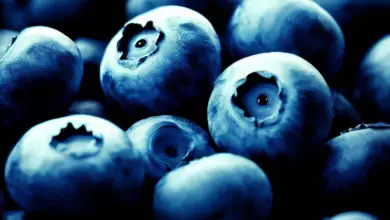 Is Blueberry A Tropical Fruit? All You Need To Know