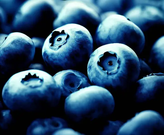 Is Blueberry A Tropical Fruit? All You Need To Know