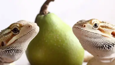 Can Bearded Dragons Eat Pears? Are They A Safe Choice?