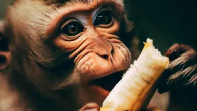 How Do Monkeys Peel Bananas? How Do They Do It?
