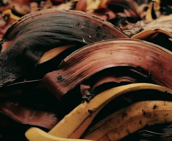 Can Banana Peels Be Used as Fertilizer?