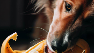 Are Banana Peels Good For Dogs
