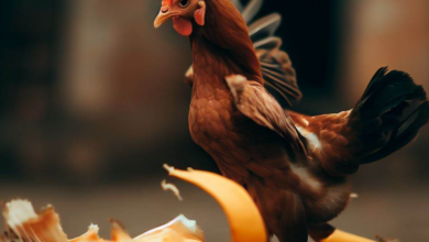The Chicken Diet: Can Chickens Eat Banana Peels?
