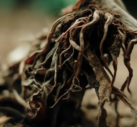 How To Know If Plant Roots Are Dead 