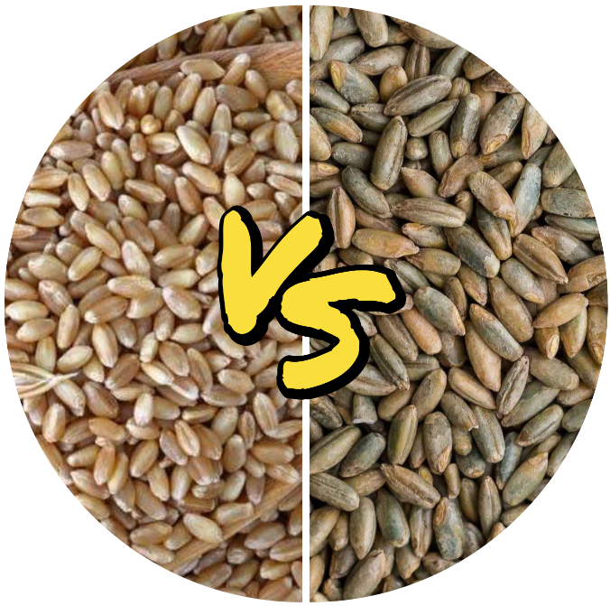 Rye Berries vs Wheat Berries: Understanding the Difference