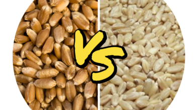 Red Wheat vs White Wheat