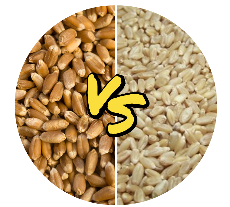 Red Wheat vs White Wheat