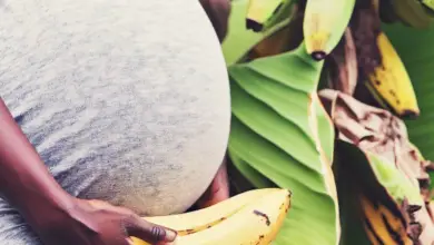 Is Plantain Good For Pregnancy? Is It Really Safe?