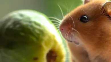 Can Hamsters Eat Guava?