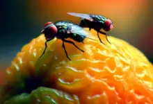 Can Fruit Flies Make You Sick