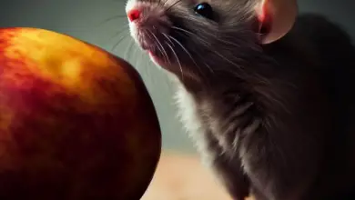 Can Rats Eat Nectarines