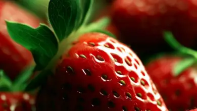 Which Fruit Have Seeds On The Outside? - It Is Strawberry