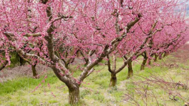 Signs That You Are Underwatering or Overwatering Peach Tree