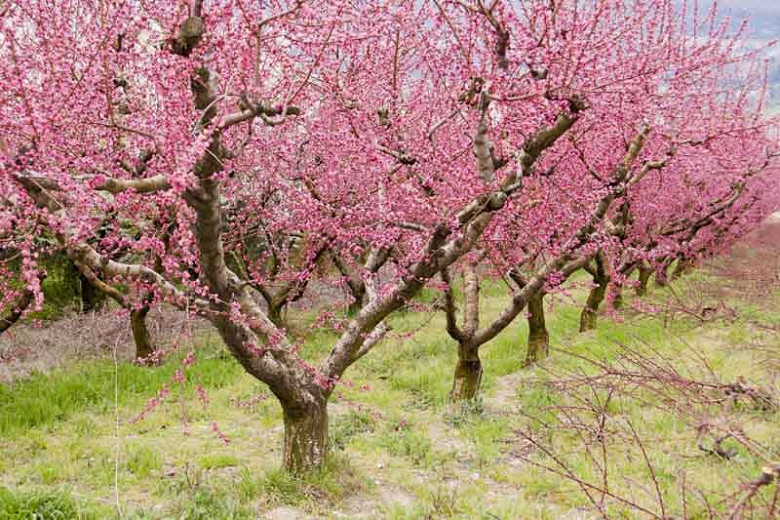 Signs That You Are Underwatering or Overwatering Peach Tree