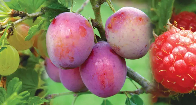 What Fruit Trees Need Two To Pollinate