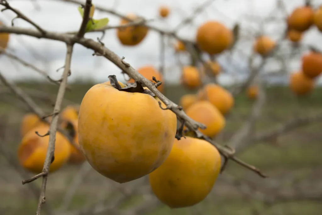 What Is Non Astringent Persimmon