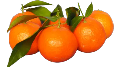 are tangerines good for pregnancy
