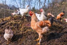 Is Chicken Manure Good For Fruit Trees