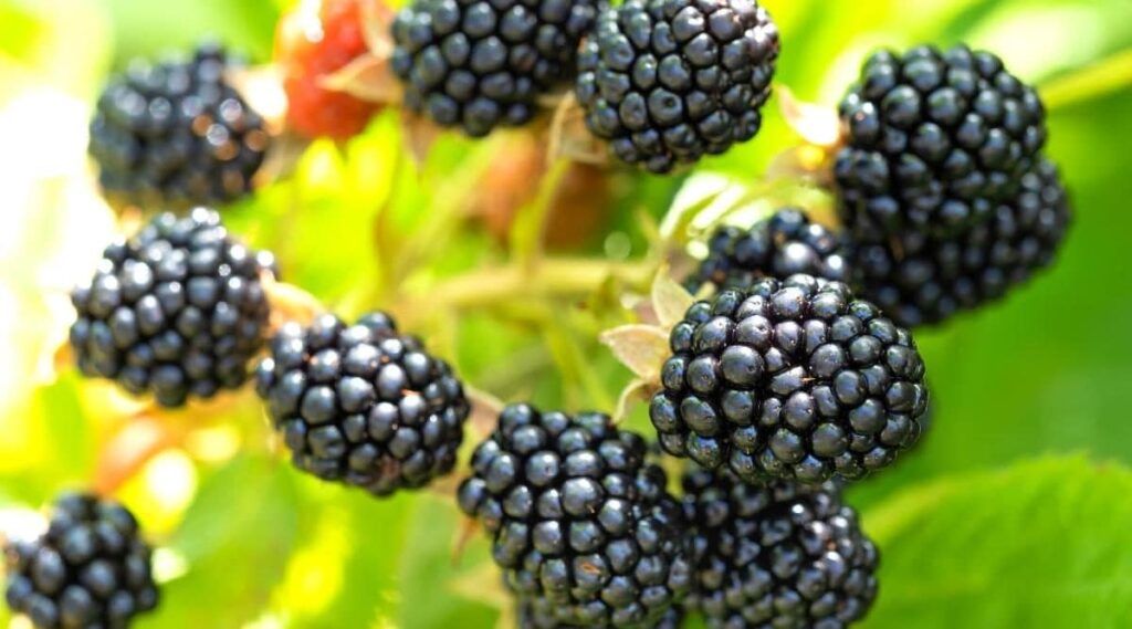 What Makes Blackberries Sour?