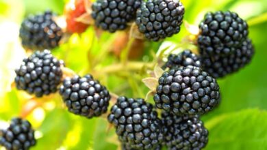 What Makes Blackberries Sour?