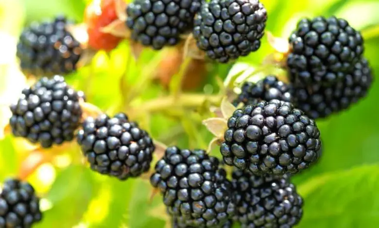 What Makes Blackberries Sour?