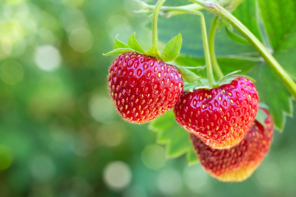 Is Strawberry A Tropical Fruit? All You Need To Know