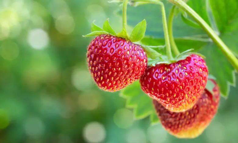 Is Strawberry A Tropical Fruit? All You Need To Know