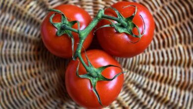 Is Tomato A Tropical Fruit? All You Need To Know
