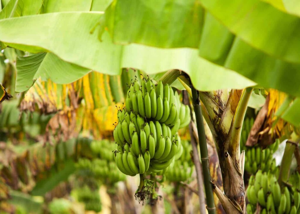 Do Banana Trees Die After Fruiting?