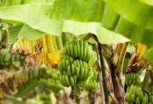 Do Banana Trees Die After Fruiting?