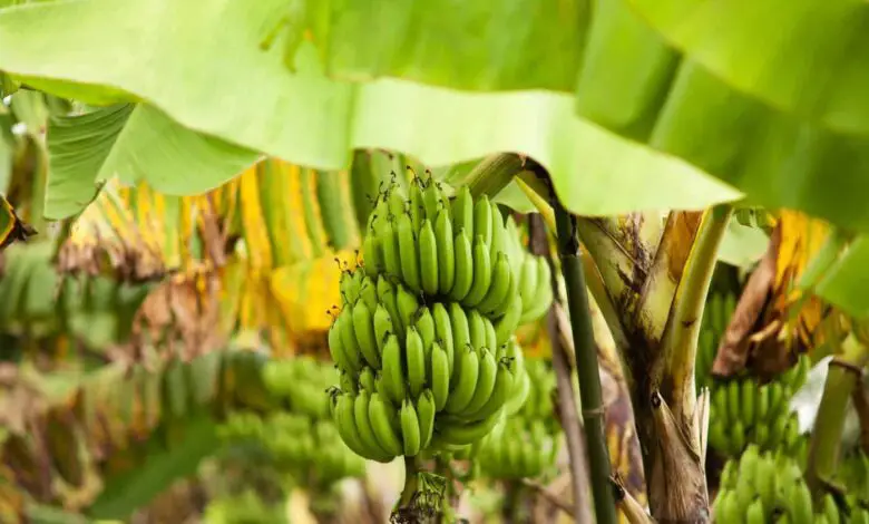 Do Banana Trees Die After Fruiting?