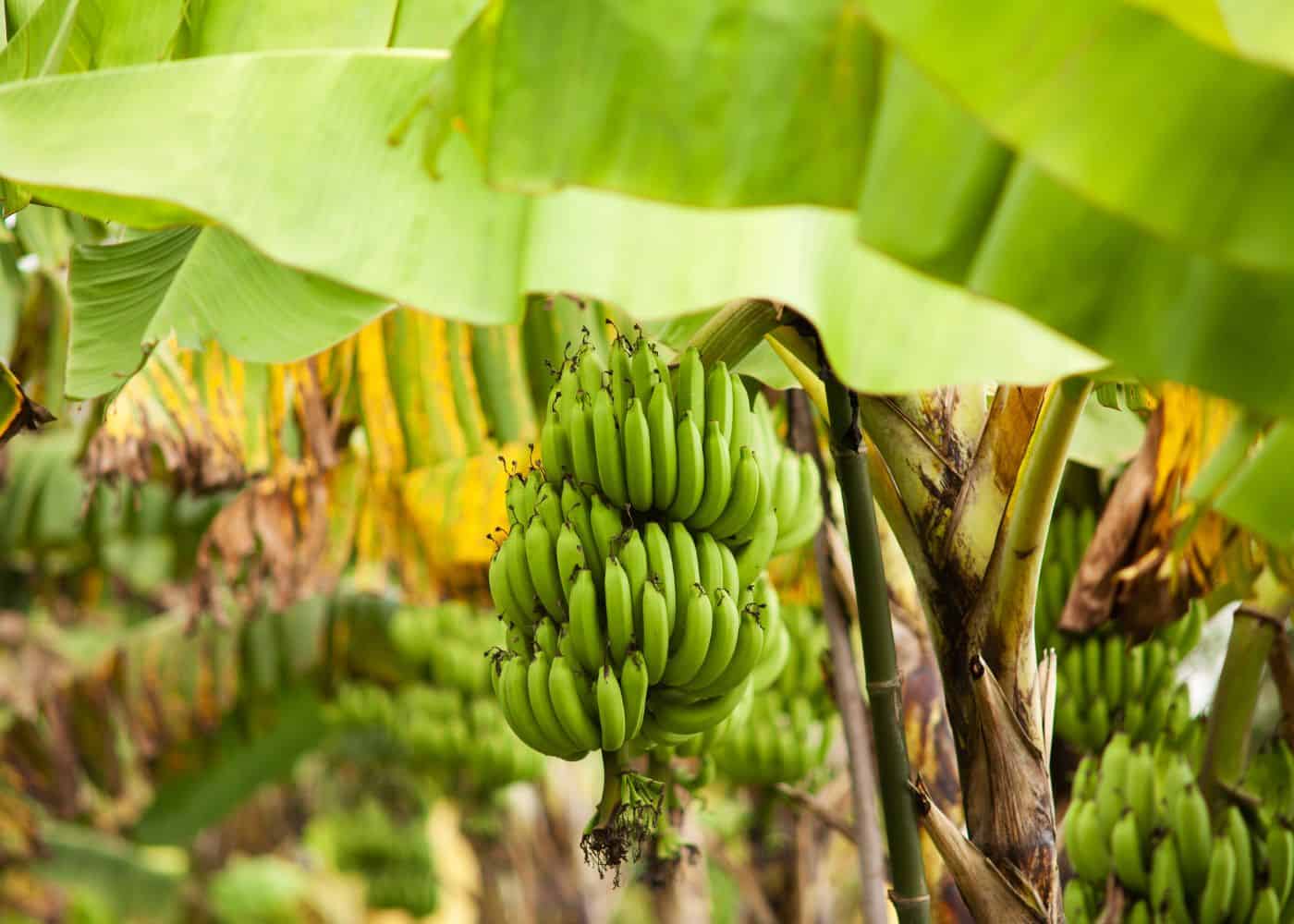 Do Banana Trees Die After Fruiting? Debunking the Myth