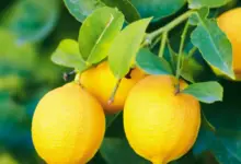 how long for lemon tree to bear fruit from seed
