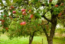 Easiest Fruit Trees To Grow In Australia