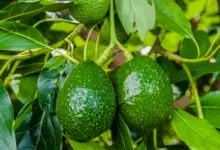 How Often Does An Avocado Tree Bear Fruit?