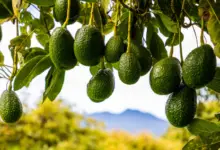 How To Make Avocado Tree Bear Fruit Faster