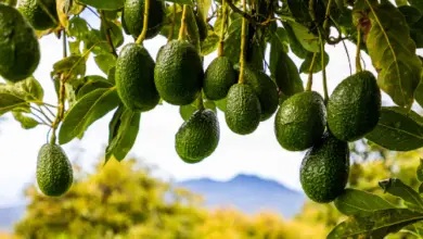 How To Make Avocado Tree Bear Fruit Faster