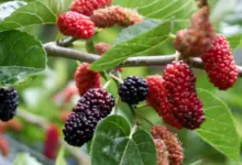 How To Make A Mulberry Tree Produce Fruit