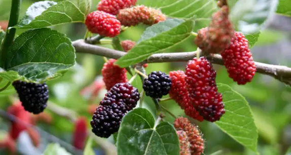 How To Make A Mulberry Tree Produce Fruit