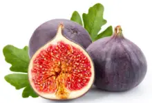 How Long Does A Fig Tree Take To Bear Fruit?