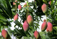 How Long Does A Mango Tree Take To Bear Fruit