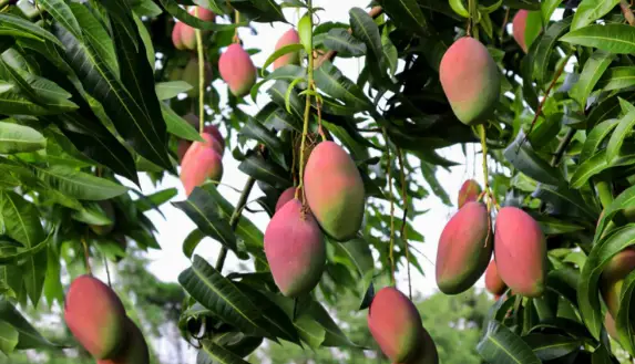 How Long Does A Mango Tree Take To Bear Fruit