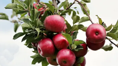 How Long Does An Apple Tree Take To Bear Fruit? [ANSWERED]
