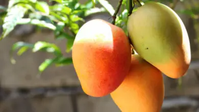 When Are Mangoes In Season Around The World?