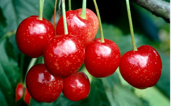 Are Cherries Good During Pregnancy