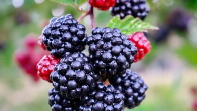 Are Blackberries Good For Acne