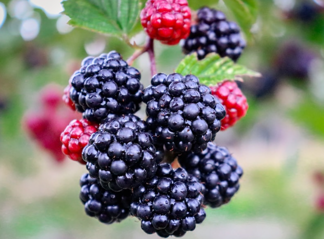 Are Blackberries Good For Acne